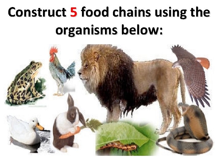 Construct 5 food chains using the organisms below: 