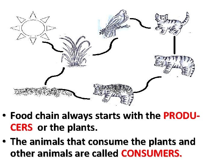 • Food chain always starts with the PRODUCERS or the plants. • The