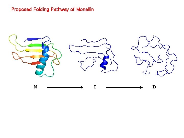Proposed Folding Pathway of Monellin N I D 