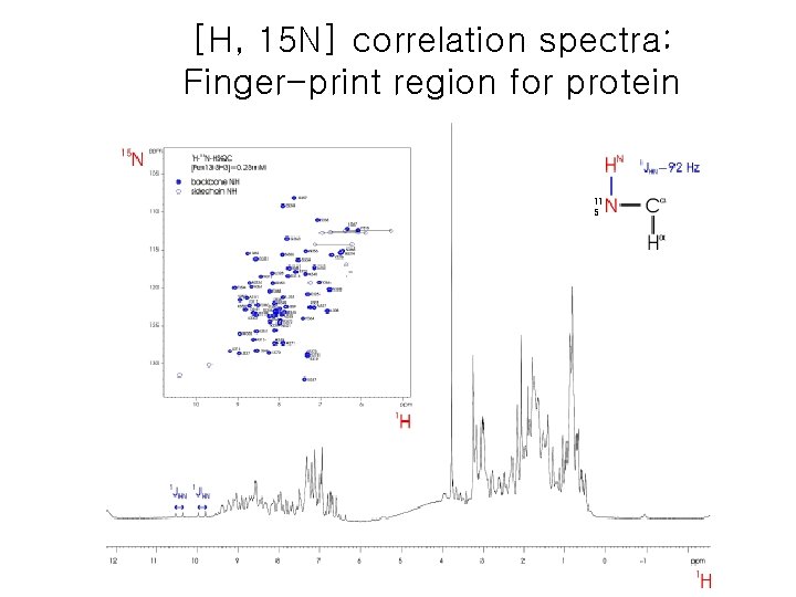 [H, 15 N] correlation spectra: Finger-print region for protein 11 5 