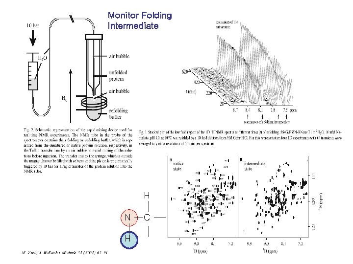 Monitor Folding Intermediate H N H C 
