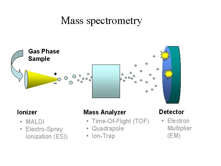Mass spectrometry Gas Phase Sample + _ Ionizer • MALDI • Electro-Spray Ionization (ESI)