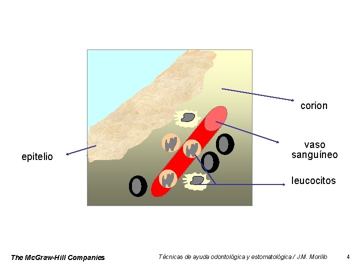 corion epitelio vaso sanguíneo leucocitos The Mc. Graw-Hill Companies Técnicas de ayuda odontológica y