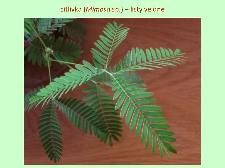 citlivka (Mimosa sp. ) – listy ve dne 