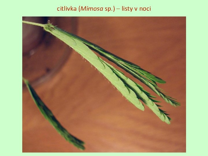 citlivka (Mimosa sp. ) – listy v noci 