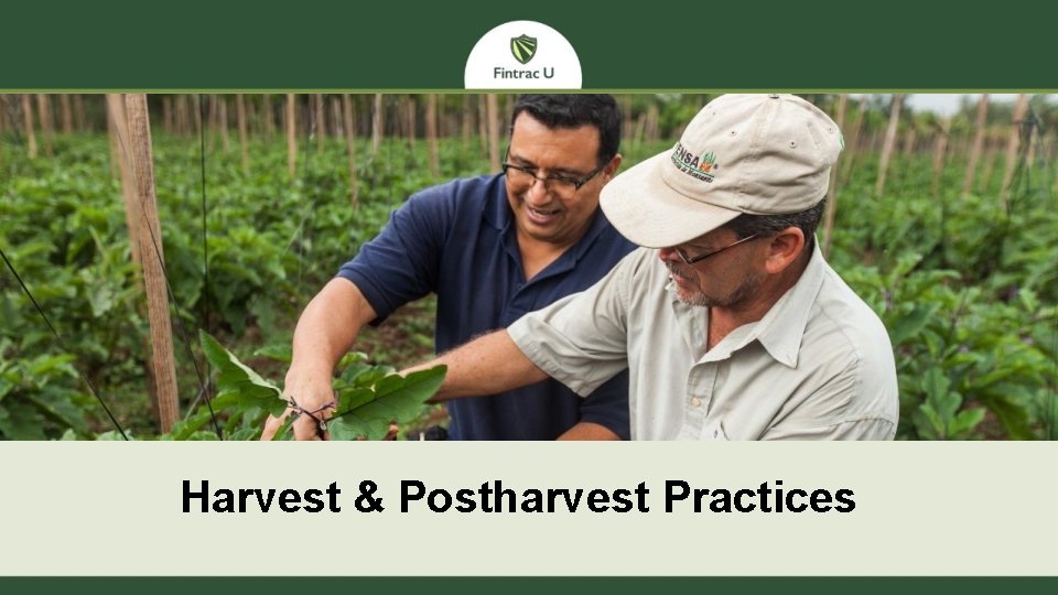 Harvest & Postharvest Practices 