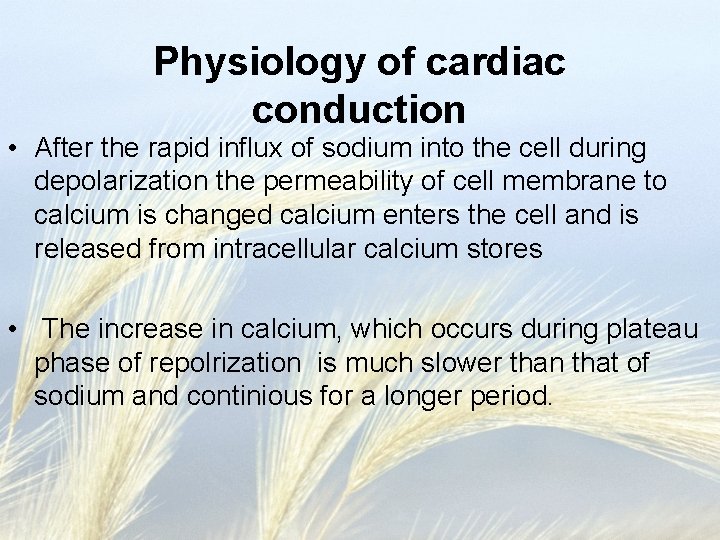 Physiology of cardiac conduction • After the rapid influx of sodium into the cell