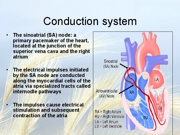 Conduction system • The sinoatrial (SA) node: a primary pacemaker of the heart, located