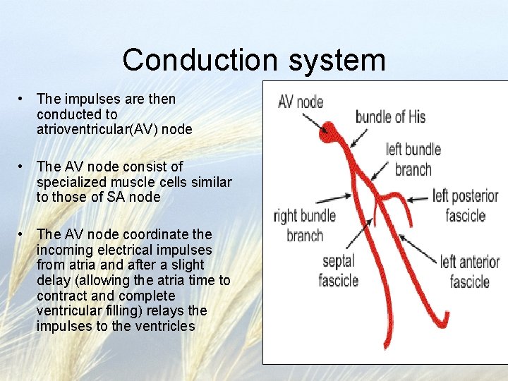 Conduction system • The impulses are then conducted to atrioventricular(AV) node • The AV