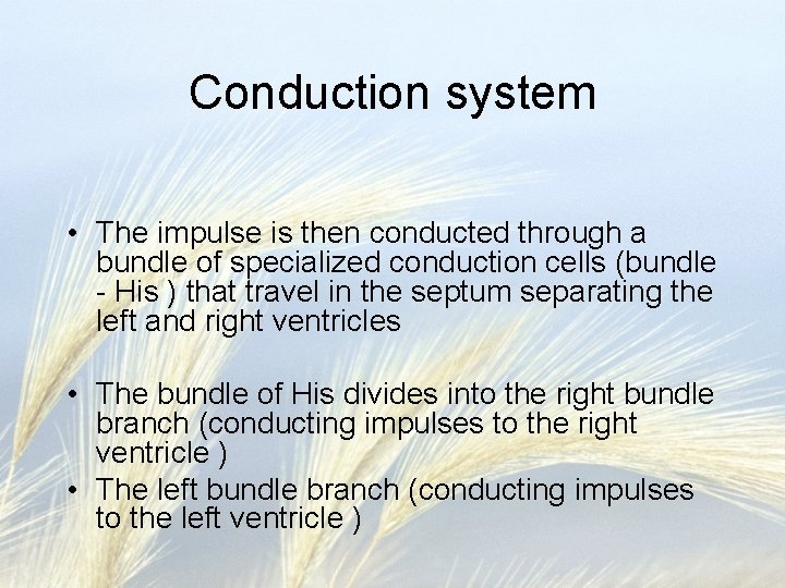 Conduction system • The impulse is then conducted through a bundle of specialized conduction