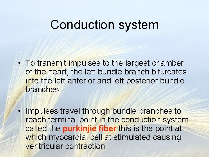 Conduction system • To transmit impulses to the largest chamber of the heart, the