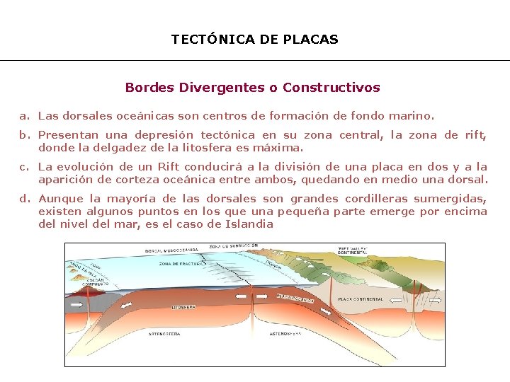 TECTÓNICA DE PLACAS Bordes Divergentes o Constructivos a. Las dorsales oceánicas son centros de