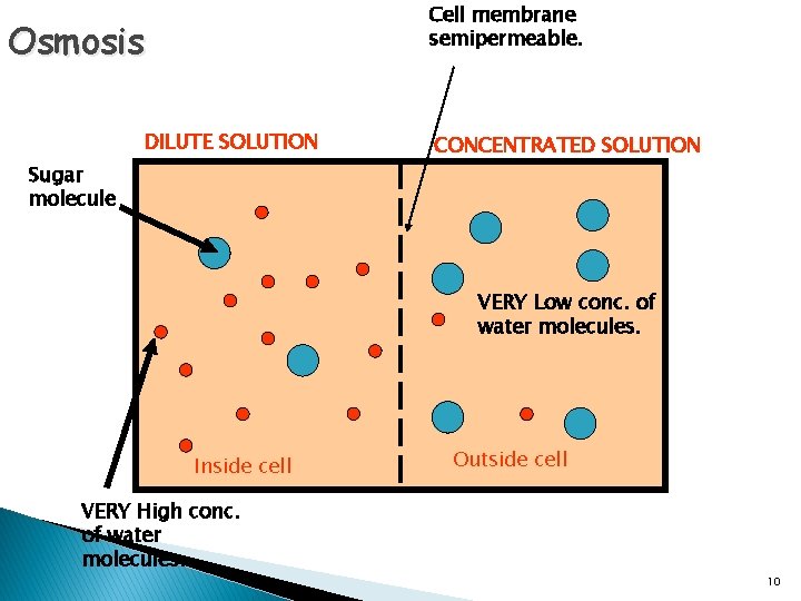 Cell membrane semipermeable. Osmosis DILUTE SOLUTION Sugar molecule CONCENTRATED SOLUTION VERY Low conc. of