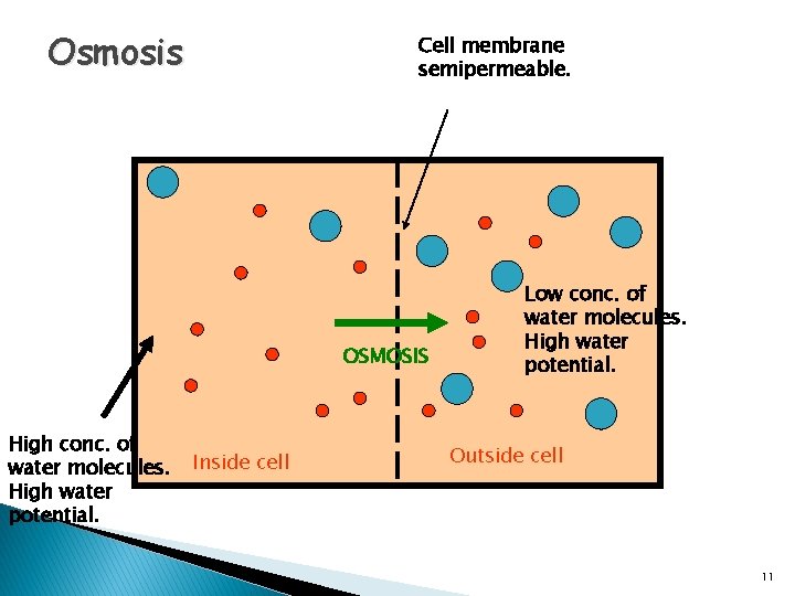 Osmosis Cell membrane semipermeable. OSMOSIS High conc. of water molecules. High water potential. Inside