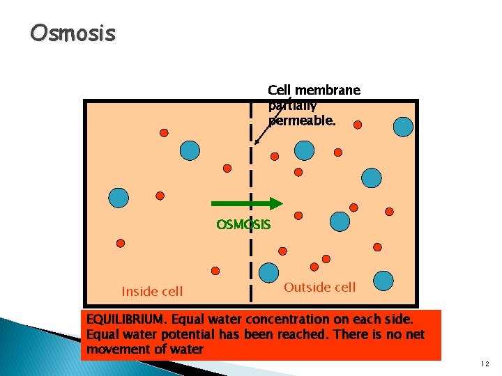 Osmosis Cell membrane partially permeable. OSMOSIS Inside cell Outside cell EQUILIBRIUM. Equal water concentration