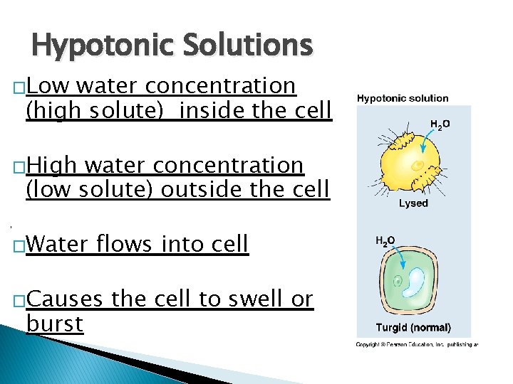 Hypotonic Solutions �Low water concentration (high solute) inside the cell �High water concentration (low