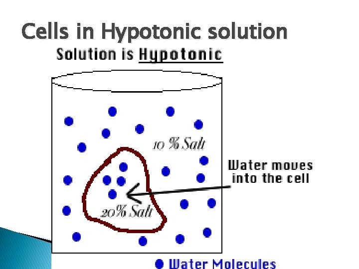 Cells in Hypotonic solution 