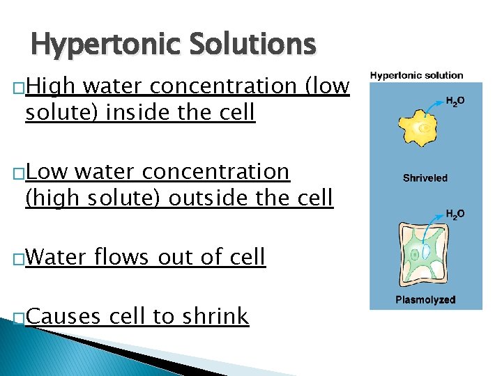 Hypertonic Solutions �High water concentration (low solute) inside the cell �Low water concentration (high