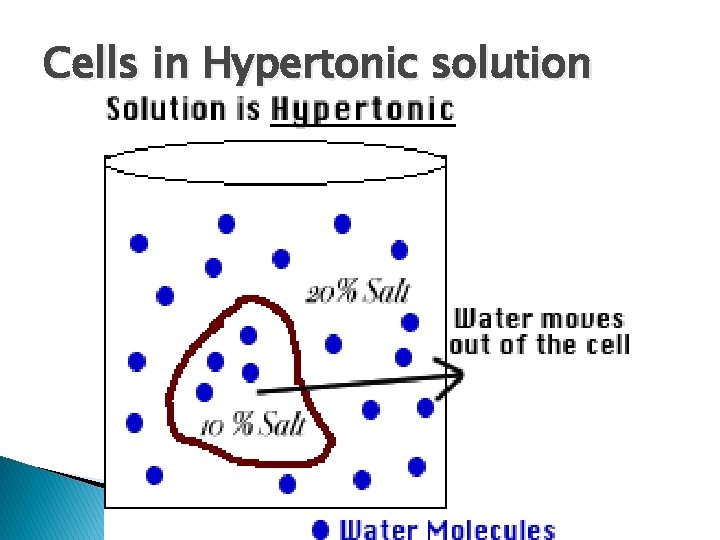 Cells in Hypertonic solution 
