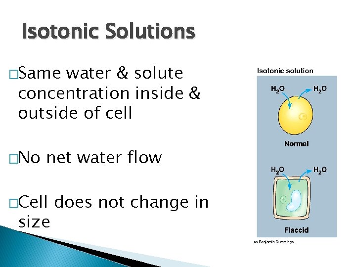 Isotonic Solutions �Same water & solute concentration inside & outside of cell �No net