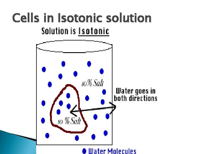 Cells in Isotonic solution 