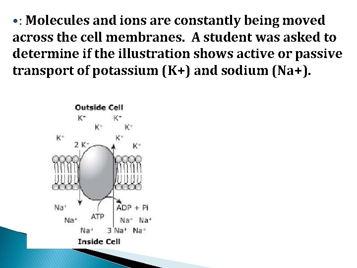  • : Molecules and ions are constantly being moved across the cell membranes.
