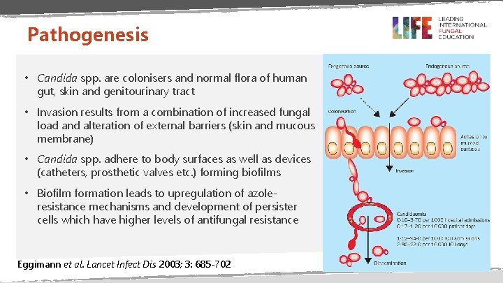 Pathogenesis • Candida spp. are colonisers and normal flora of human gut, skin and