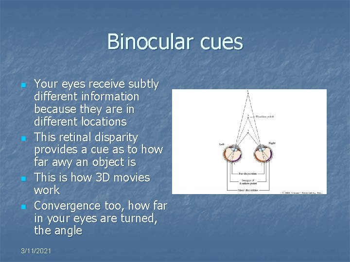 Binocular cues n n Your eyes receive subtly different information because they are in