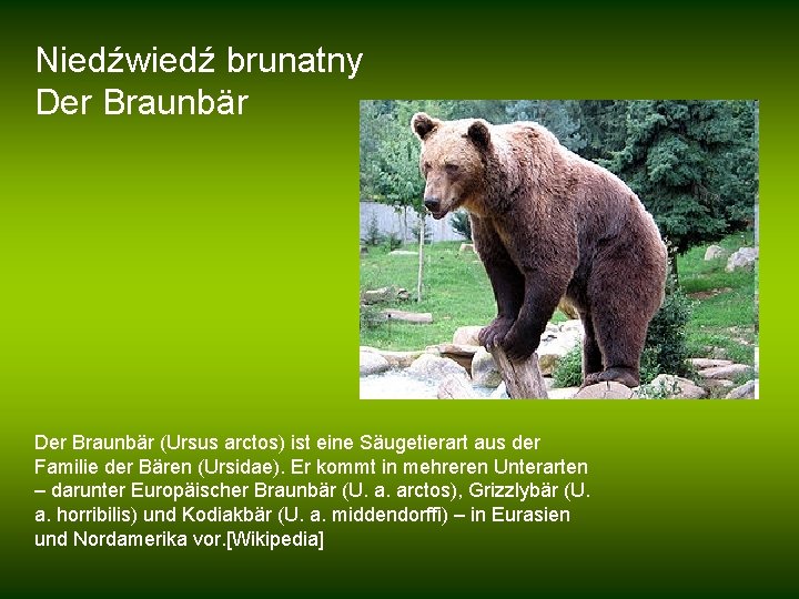 Niedźwiedź brunatny Der Braunbär (Ursus arctos) ist eine Säugetierart aus der Familie der Bären