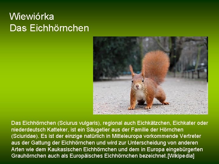 Wiewiórka Das Eichhörnchen (Sciurus vulgaris), regional auch Eichkätzchen, Eichkater oder niederdeutsch Katteker, ist ein