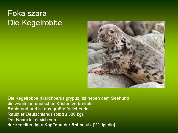 Foka szara Die Kegelrobbe (Halichoerus grypus) ist neben dem Seehund die zweite an deutschen