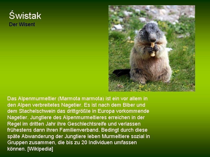 Świstak Der Wisent Das Alpenmurmeltier (Marmota marmota) ist ein vor allem in den Alpen