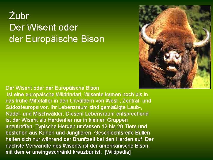 Żubr Der Wisent oder der Europäische Bison ist eine europäische Wildrindart. Wisente kamen noch