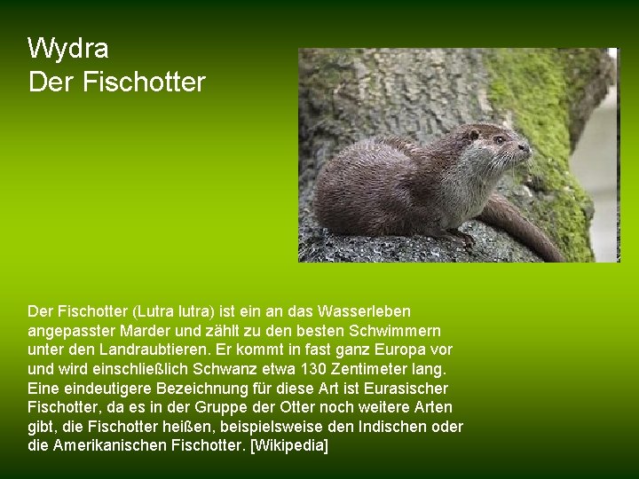 Wydra Der Fischotter (Lutra lutra) ist ein an das Wasserleben angepasster Marder und zählt