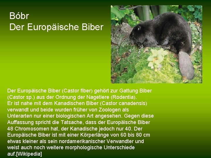 Bóbr Der Europäische Biber (Castor fiber) gehört zur Gattung Biber (Castor sp. ) aus