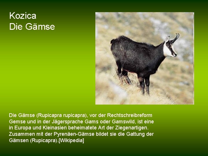 Kozica Die Gämse (Rupicapra rupicapra), vor der Rechtschreibreform Gemse und in der Jägersprache Gams