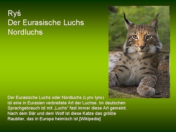 Ryś Der Eurasische Luchs Nordluchs Der Eurasische Luchs oder Nordluchs (Lynx lynx) ist eine