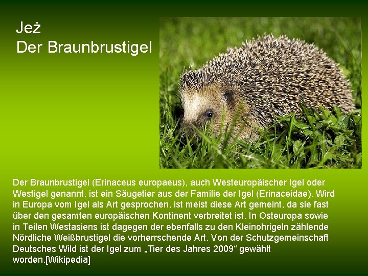 Jeż Der Braunbrustigel (Erinaceus europaeus), auch Westeuropäischer Igel oder Westigel genannt, ist ein Säugetier