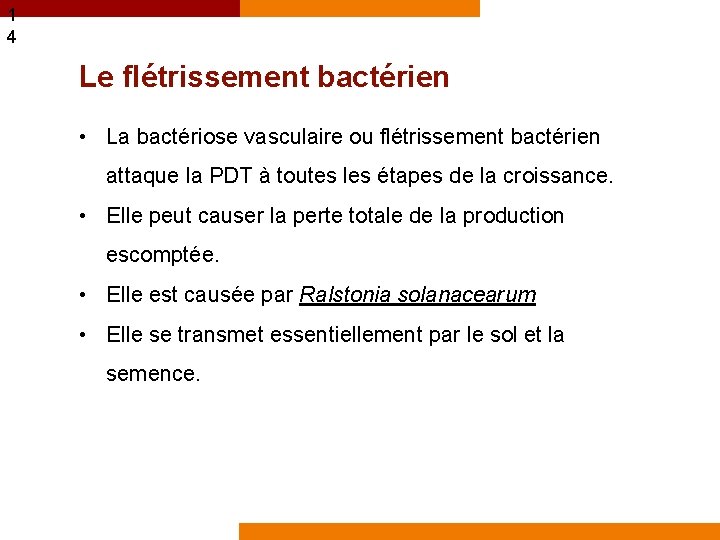 1 4 Le flétrissement bactérien • La bactériose vasculaire ou flétrissement bactérien attaque la