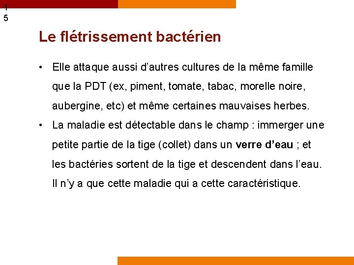 1 5 Le flétrissement bactérien • Elle attaque aussi d’autres cultures de la même