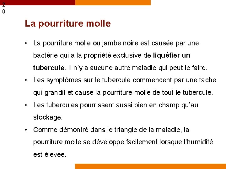 2 0 La pourriture molle • La pourriture molle ou jambe noire est causée