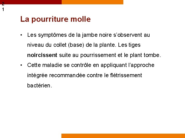 2 1 La pourriture molle • Les symptômes de la jambe noire s’observent au