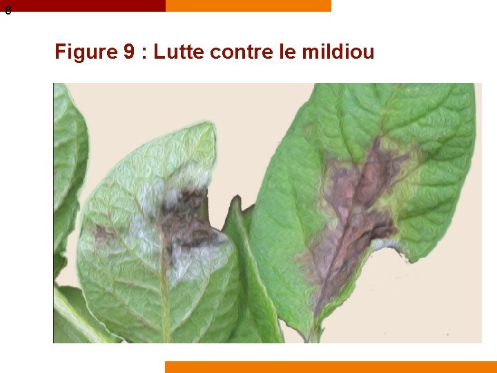 8 Figure 9 : Lutte contre le mildiou 