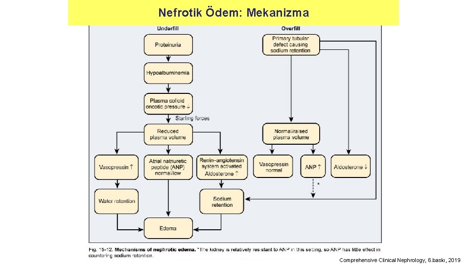 Nefrotik Ödem: Mekanizma Comprehensive Clinical Nephrology, 6. baskı, 2019 