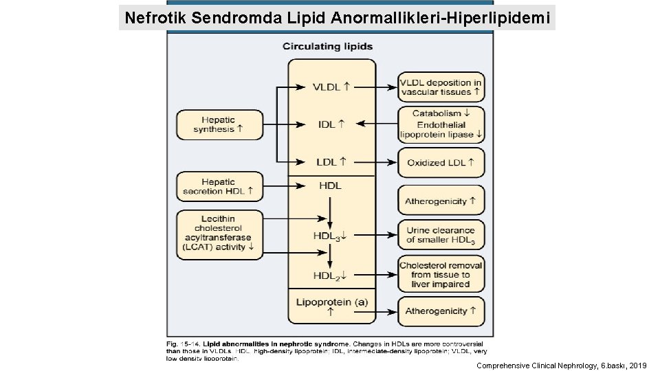 Nefrotik Sendromda Lipid Anormallikleri-Hiperlipidemi Comprehensive Clinical Nephrology, 6. baskı, 2019 