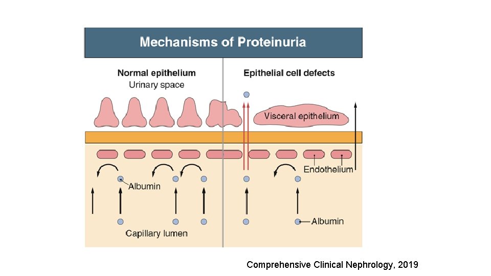 Comprehensive Clinical Nephrology, 2019 