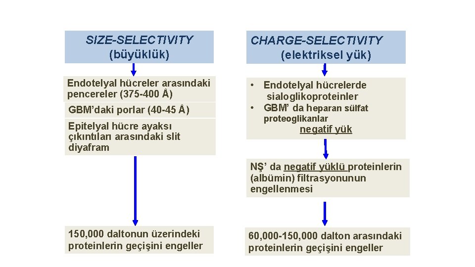 SIZE-SELECTIVITY (büyüklük) Endotelyal hücreler arasındaki pencereler (375 -400 Å) GBM’daki porlar (40 -45 Å)