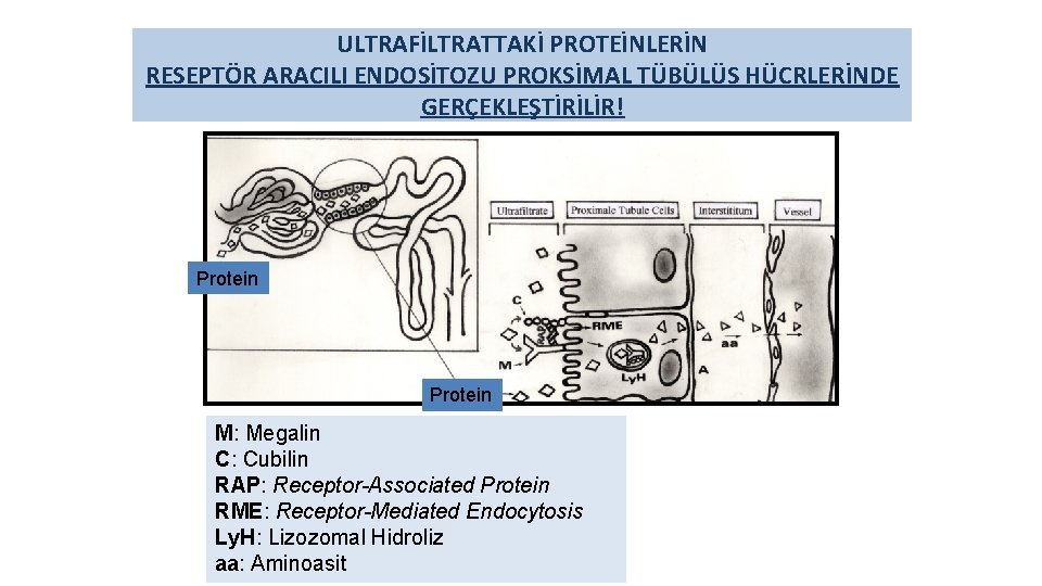 ULTRAFİLTRATTAKİ PROTEİNLERİN RESEPTÖR ARACILI ENDOSİTOZU PROKSİMAL TÜBÜLÜS HÜCRLERİNDE GERÇEKLEŞTİRİLİR! Protein M: Megalin C: Cubilin
