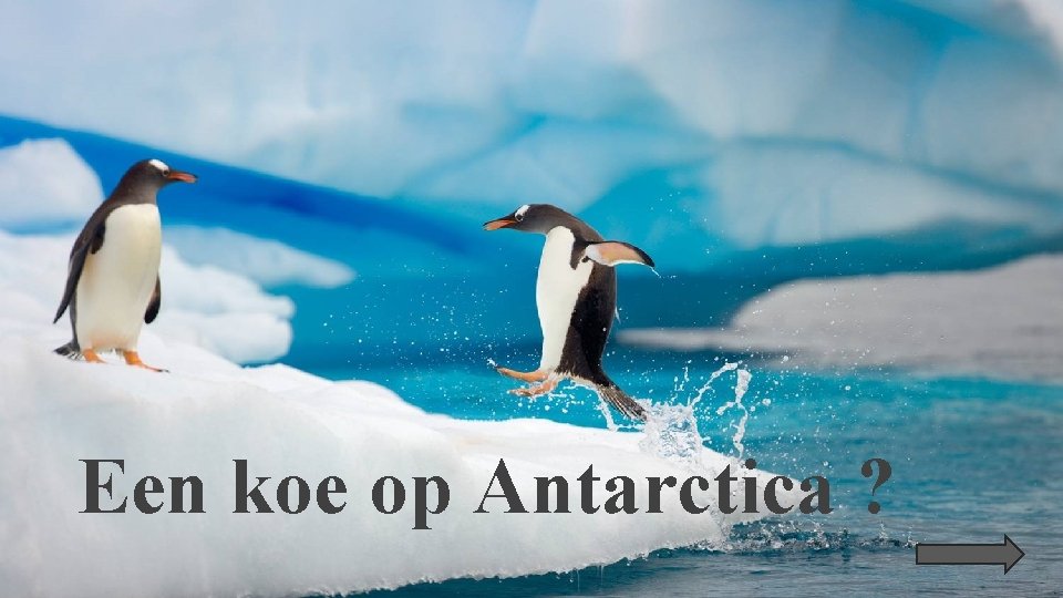 Wij zijn allemaal wereldburgers Een koe op Antarctica