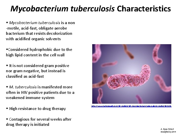 Mycobacterium tuberculosis Characteristics § Mycobacterium tuberculosis is a non -motile, acid-fast, obligate aerobe bacterium